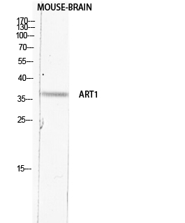 CD296 Polyclonal Antibody