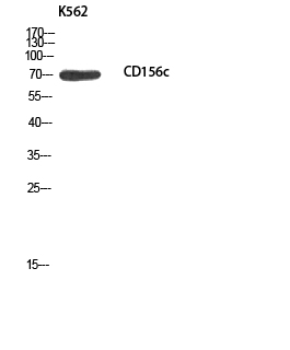 CD156c Polyclonal Antibody