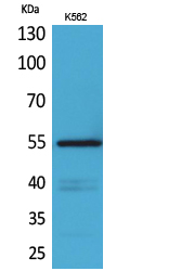 CD55 Polyclonal Antibody