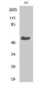 T3JAM Polyclonal Antibody