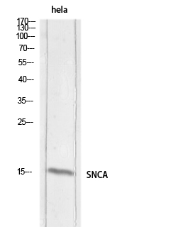 Synuclein-α Polyclonal Antibody