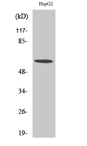 TCP-1 ζ Polyclonal Antibody