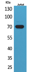 Ku-70 Polyclonal Antibody