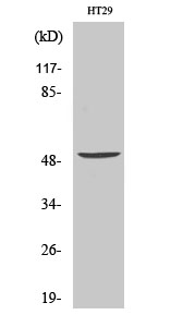 Vangl1 Polyclonal Antibody