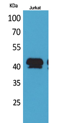 BMP-8A Polyclonal Antibody