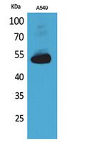 Annexin VII Polyclonal Antibody