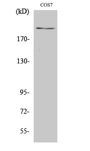 ZFP106 Polyclonal Antibody