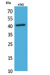 L-Selectin Polyclonal Antibody