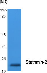 Stathmin-2 Polyclonal Antibody