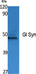 Gl Syn Polyclonal Antibody