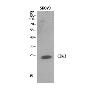 CD63 Polyclonal Antibody