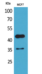 Angptl4 Polyclonal Antibody