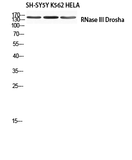 RNase III Drosha Polyclonal Antibody