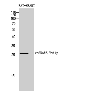 v-SNARE Vti1p Polyclonal Antibody