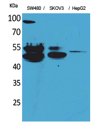 c-FLIP Polyclonal Antibody