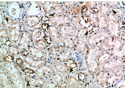 CD314 Polyclonal Antibody