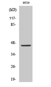 TRAAK Polyclonal Antibody