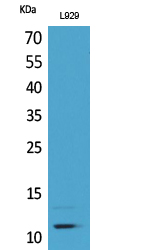 MCP-2 Polyclonal Antibody