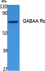 GABAA Rε Polyclonal Antibody