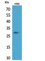 ApoA-I Polyclonal Antibody