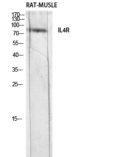 IL-4Rα Polyclonal Antibody