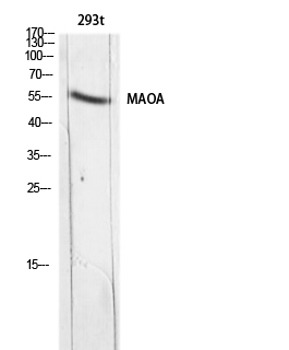 MAO-A Polyclonal Antibody