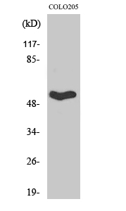 Septin 1 Polyclonal Antibody