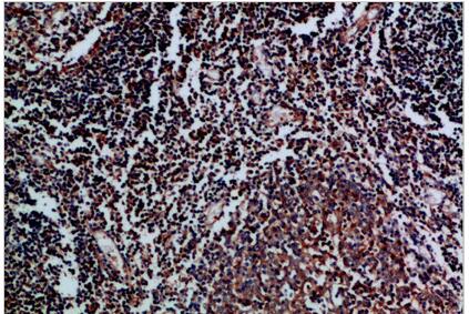 CD70 Polyclonal Antibody