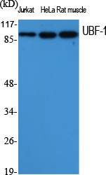 UBF-1 Polyclonal Antibody