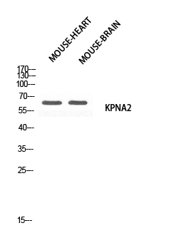 Karyopherin α2 Polyclonal Antibody