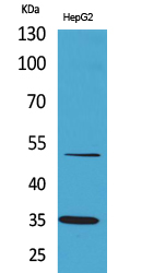 TFPI Polyclonal Antibody