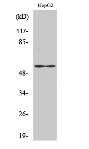 VIM Polyclonal Antibody