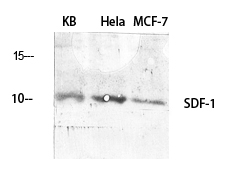 SDF-1 Polyclonal Antibody