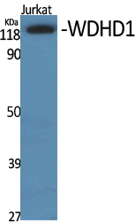 WDHD1 Polyclonal Antibody