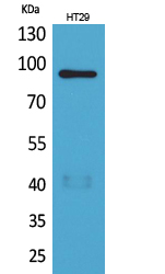 Neuregulin-2 Polyclonal Antibody