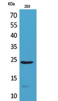 MDA-7 Polyclonal Antibody