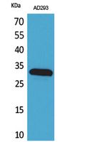 Bag-1 Polyclonal Antibody