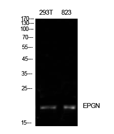 Epigen Polyclonal Antibody