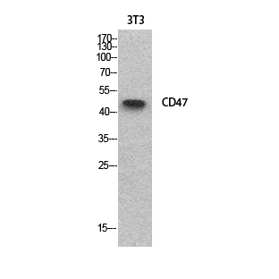 CD47 Polyclonal Antibody