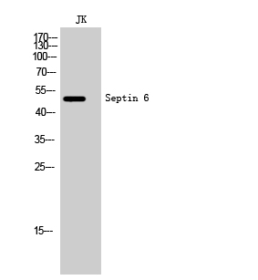 Septin 6 Polyclonal Antibody