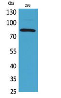 MCM7 Polyclonal Antibody