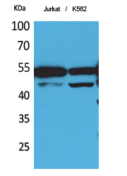 HNF-4α/γ Polyclonal Antibody