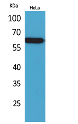 Nectin 3 Polyclonal Antibody