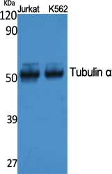 Tubulin α Polyclonal Antibody