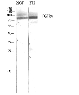 FGFR-4 Polyclonal Antibody