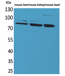 CUL-4B Polyclonal Antibody