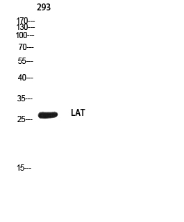 LAT Polyclonal Antibody