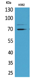 Keap1 Polyclonal Antibody