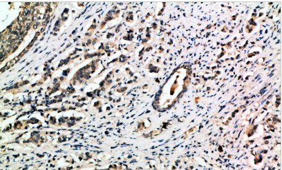 Integrin α1 Polyclonal Antibody