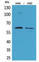 Smad1 Polyclonal Antibody